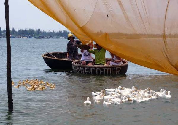 Ngư dân Hội An hướng dẫn du khách gỡ cá khỏi lưới