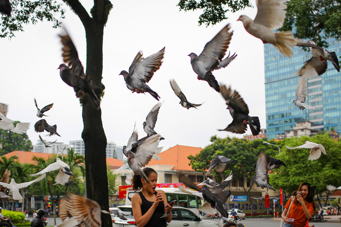Bồ câu nhà thờ Đức Bà bay quanh tháp chuông
