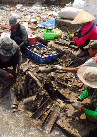 Thu hoạch hàu tại đảo Thạnh An