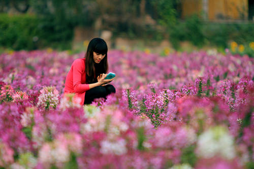 Vẻ đẹp kiêu sa của loài hoa túy điệp tại thung lũng hoa Hồ Tây