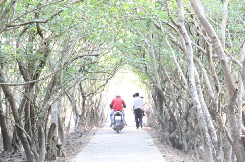 Rú Chá bạt ngàn màu xanh của những vòm cây