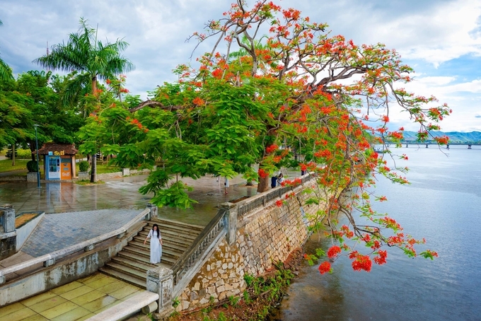 Sắc hoa Huế với tán phượng đổ bóng xuống sông Hương