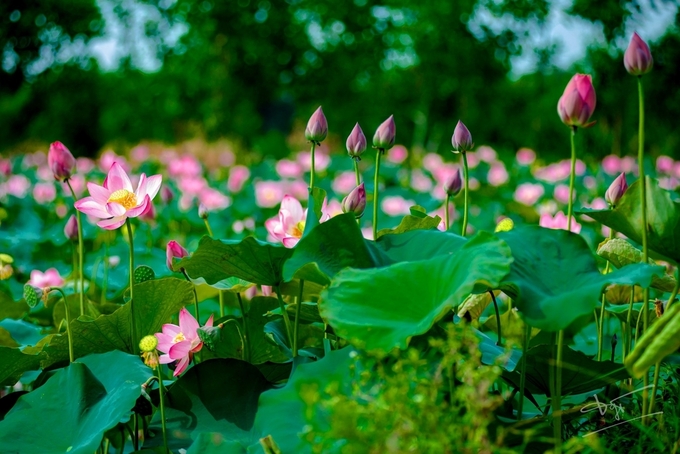 Sắc hoa Huế tại cánh đồng sen Hương Trà