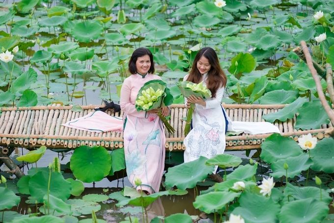 Sắc hoa Huế với hoa sen trắng tại làng cổ Phước Tích
