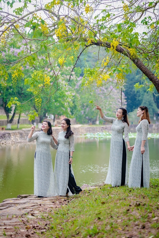 Sắc hoa Huế với muồng hoàng yến vàng rực