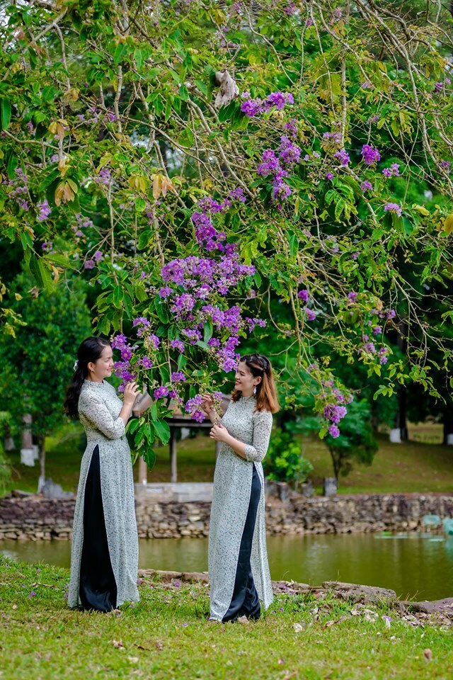 Sắc hoa Huế với bằng lăng tím dọc các tuyến phố