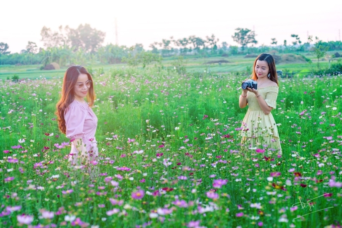 Green life farm còn thu hút người trẻ bởi cánh đồng hoa sao nhái nhiều màu. Hương hoa có mùi thơm nhẹ, thanh lọc không khí, loại bỏ chất độc hại và tạo cảm giác thư giãn.