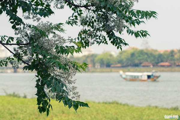 Du lịch Huế trải nghiệm mùa hoa xoan lãng mạn