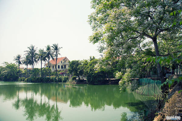 Du lịch Huế ngắm mùa hoa xoan nở thơ mộng