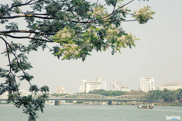Góc phố Huế dịu dàng những ngày hoa xoan nở