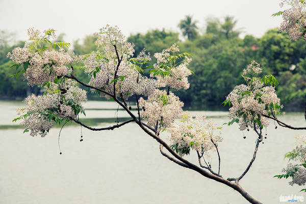 hue-yeu-kieu-trong-mua-xoan-no-ivivu-12