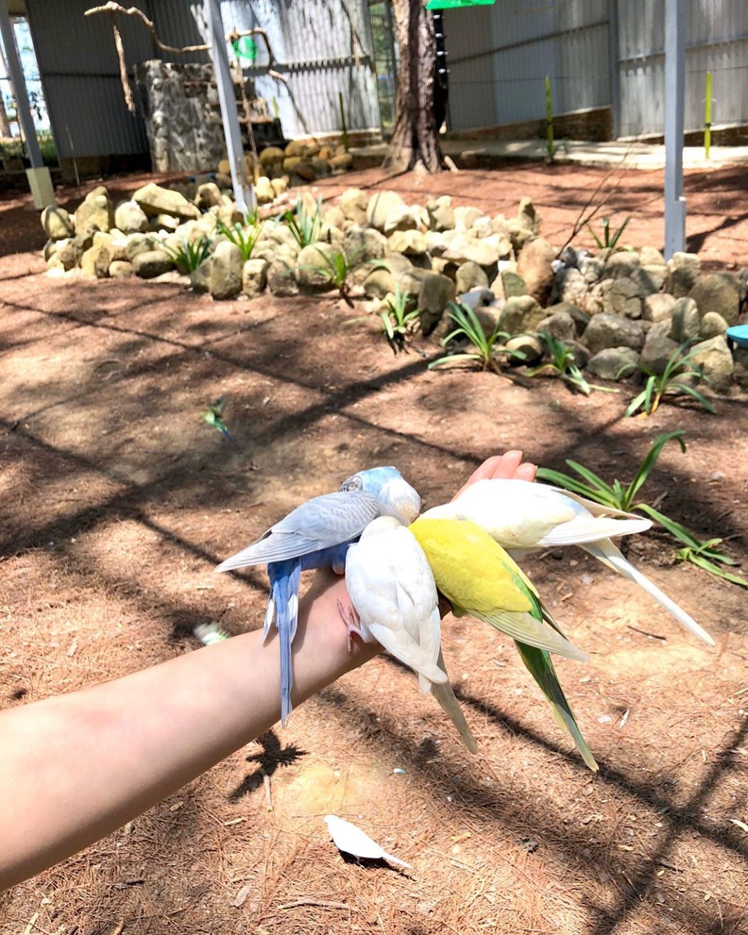 Động vật tại sở thú Zoodoo Đà Lạt