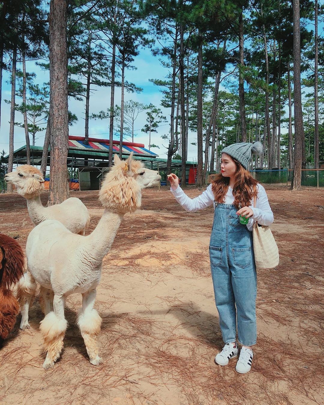 Sở thú Zoodoo Đà Lạt với kangaroo