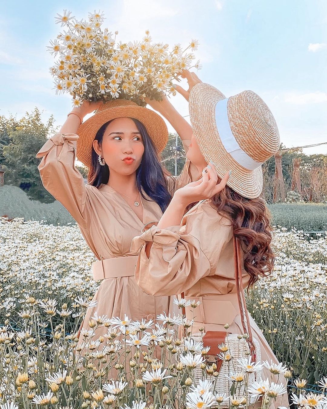 Vườn cúc họa mi bãi đá sông Hồng