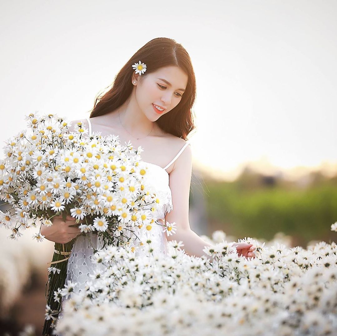 Vườn cúc họa mi bãi đá sông Hồng