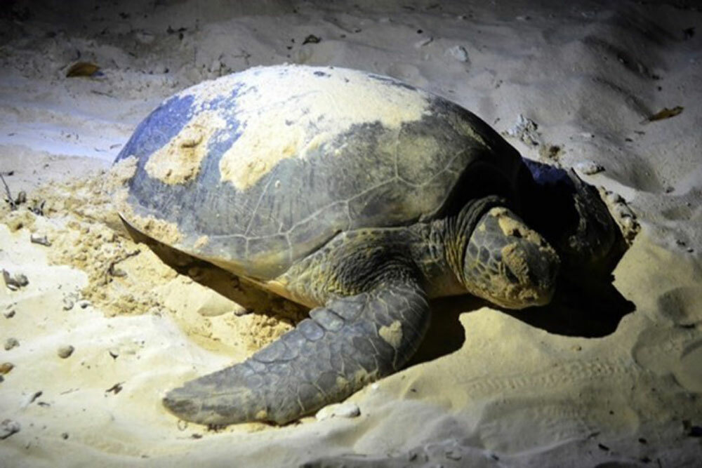 Hòn Bảy Cạnh nơi rùa đẻ trứng Côn Đảo nhiều nhất