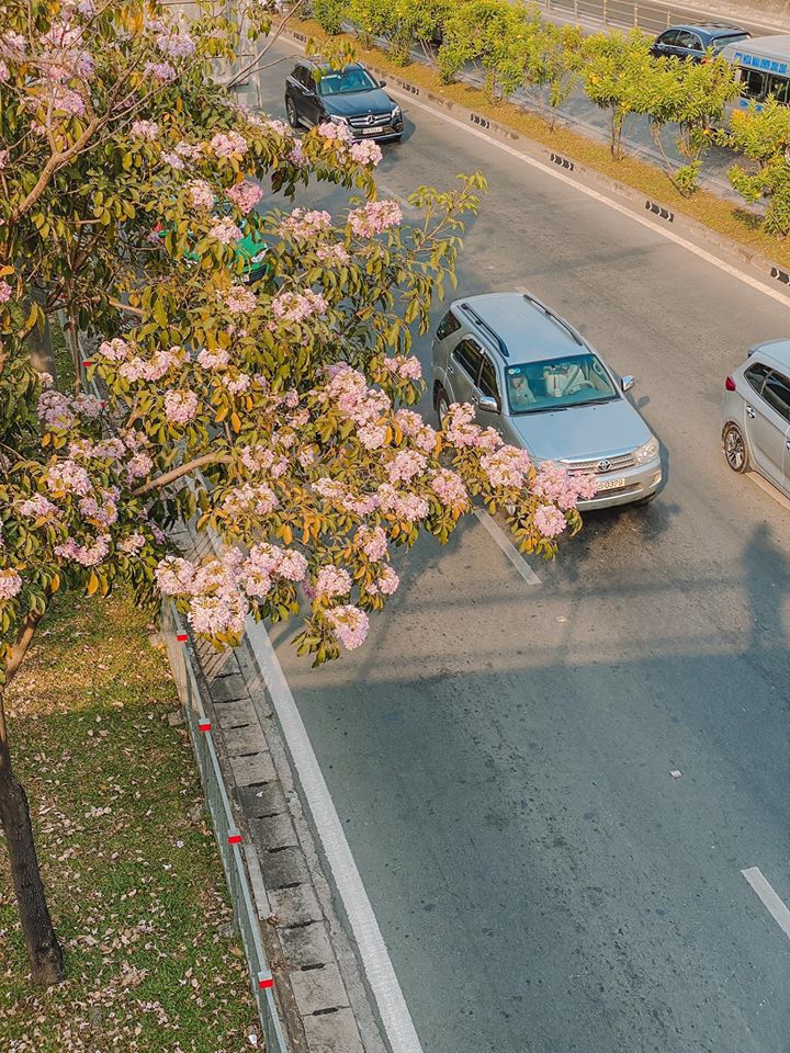 Hoa kèn hồng khoe sắc sau Tết Nguyên đán tại TP.HCM Hoa kèn hồng nở rộ sau Tết Nguyên đán tại TP.HCM