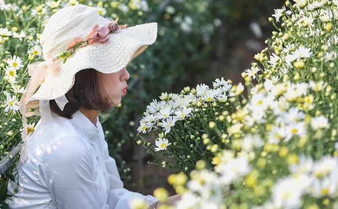 Du khách tạo dáng giữa luống cúc họa mi Nhật Tân