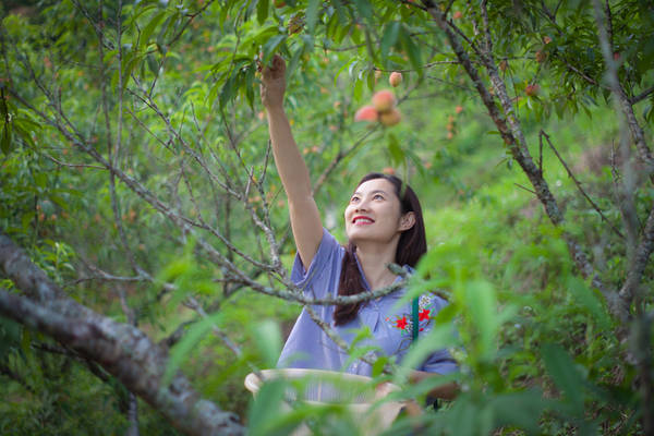 Khách hái đào chín, dâu tây đỏ tại vườn ở Sa Pa