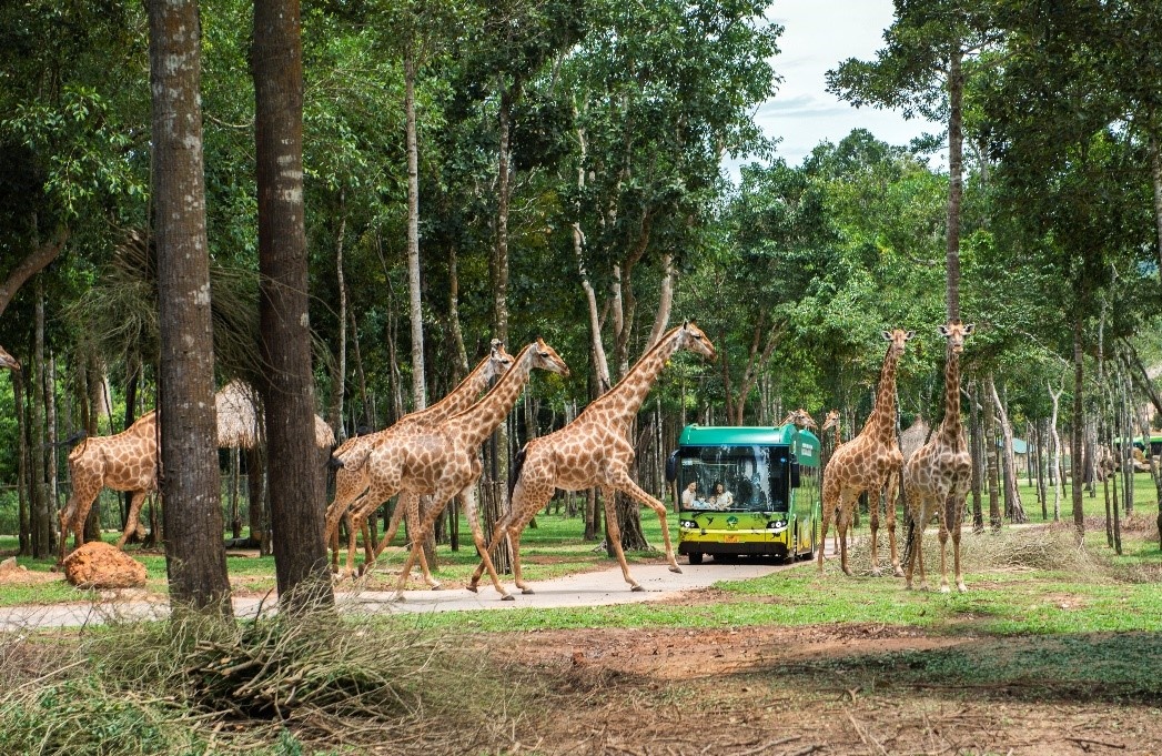 Safari gần khách sạn Bắc đảo Phú Quốc