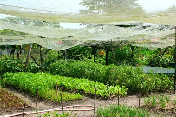 Du lịch Sài Gòn - Trang trại rau sạch này hình thành được 2 năm