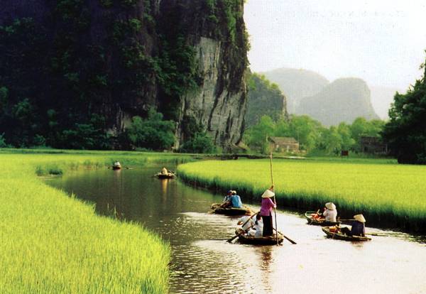 Tam Cốc mùa lúa chín Ninh Bình