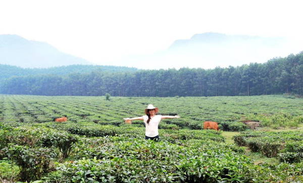 Khám phá đồi chè Đông Giang