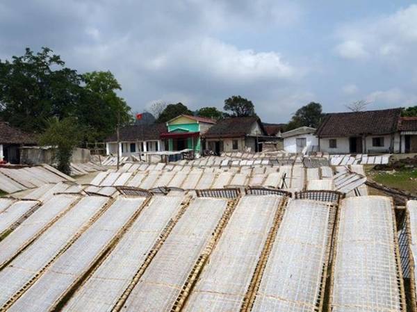 Những giàn bánh tráng màu trắng phủ kín sân vườn. Ảnh: Huyền Trần.