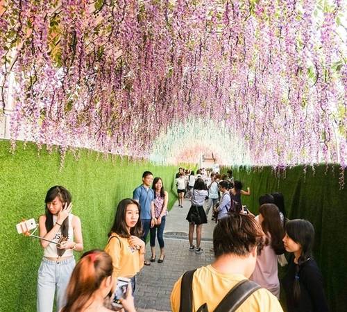 Lễ hội hoa Tử Đằng tại Aeon Mall Bình Dương