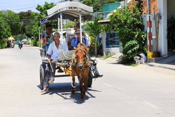 Trải nghiệm du lịch Nha Trang bằng xe ngựa tại làng cổ Phú Vinh