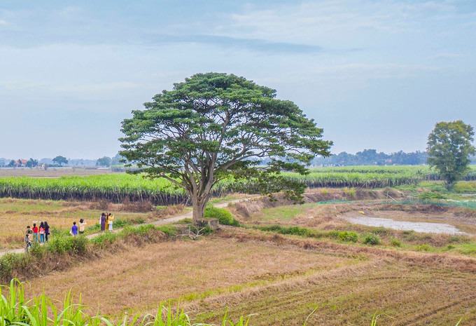 Cánh đồng mía ở làng Hà Cảng (xã Quảng Phú, huyện Quảng Điền) là bối cảnh cho nơi Ngạn thường mang đàn ra đánh, ngồi nói chuyện với Hà Lan. Điểm nhấn là cây cô đơn, thực ra là một cây vông đồng cổ thụ. Tới xóm Chùa, bạn chỉ cần hỏi người dân về gốc cây quay phim "Mắt Biếc" để được chỉ dẫn.