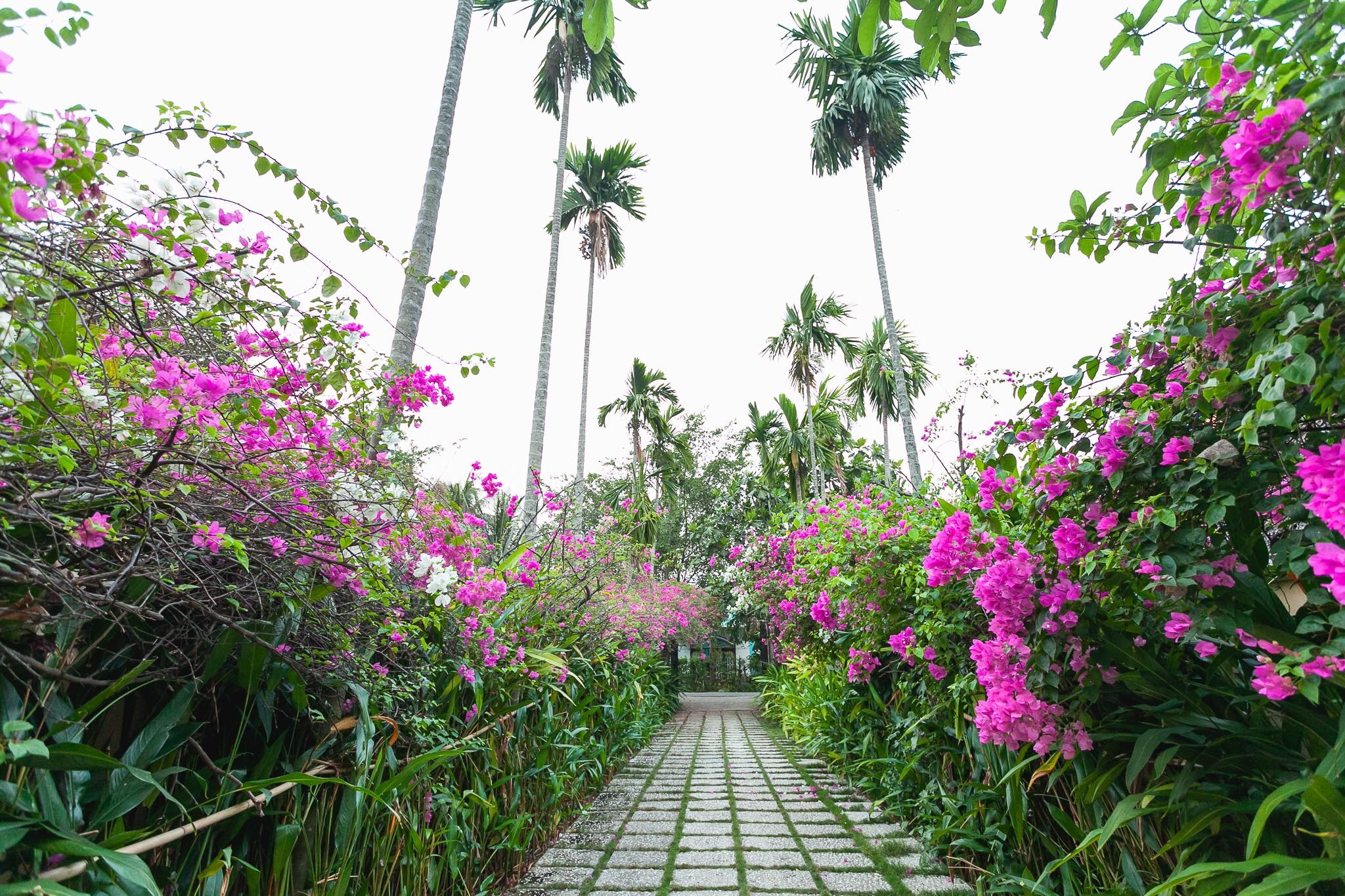Vườn xanh và luỹ tre tại resort La Maison De Campagne