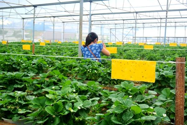 Bẫy sinh học bảo vệ vườn dâu tây ở Đà Lạt an toàn
