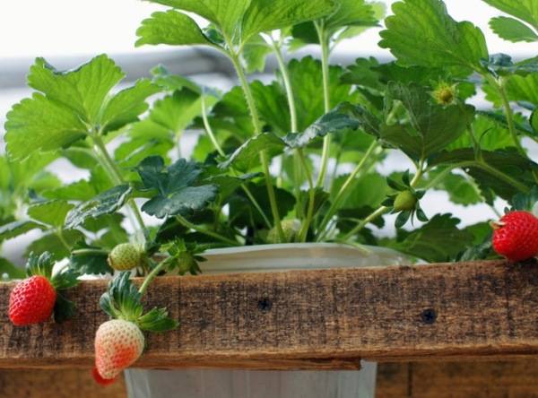 Cây dâu tây ở Đà Lạt giống nhập khẩu chuẩn