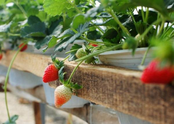 Cây dâu tây ở Đà Lạt bắt đầu cho quả ngọt sau 2 tháng