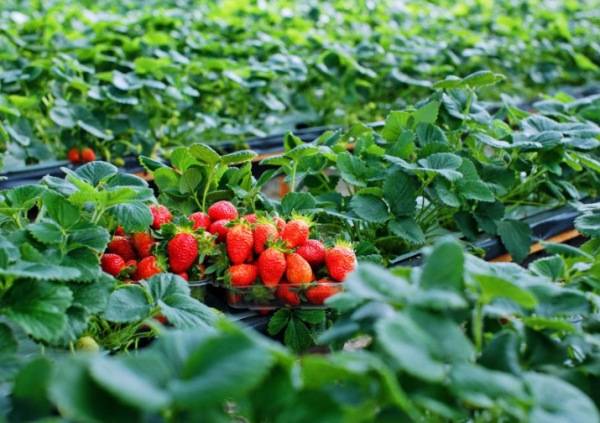Quy trình chăm sóc và thu hoạch dâu tây ở Đà Lạt định kỳ