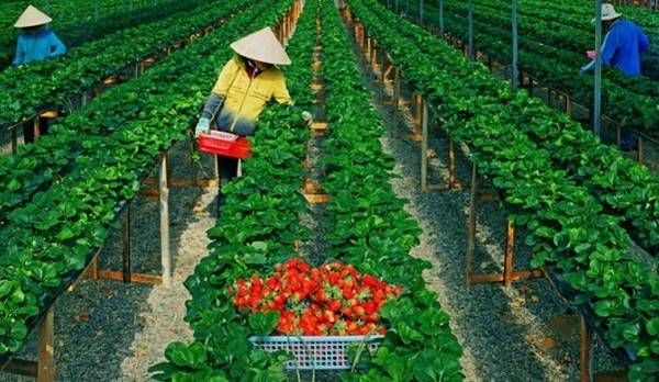 Năng suất thu hoạch dâu tây ở Đà Lạt tại trang trại