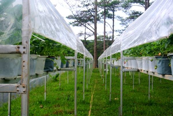 Mô hình trồng dâu tây ở Đà Lạt ngoài trời sáng tạo