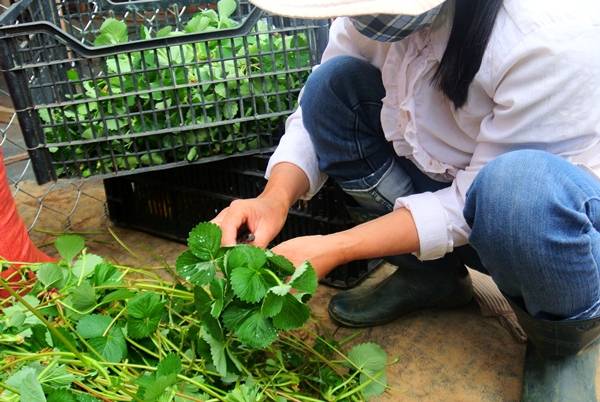 Nhân giống dâu tây ở Đà Lạt tại vườn ươm Biofresh