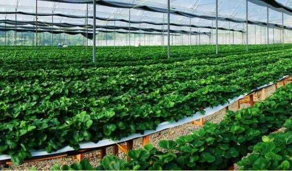 Chủ trang trại dâu tây ở Đà Lạt chia sẻ về quy trình trồng dâu kiểu Pháp