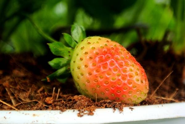 Lựa chọn dâu tây ở Đà Lạt chất lượng cao an toàn cho sức khỏe
