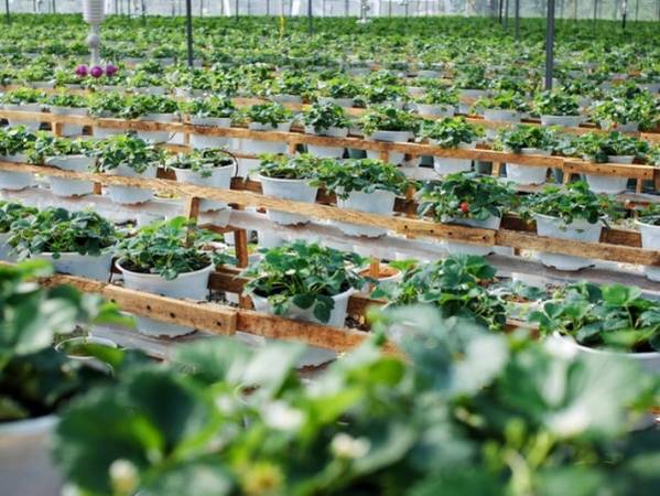Hệ thống giàn trồng dâu tây ở Đà Lạt trên giá thể xơ dừa