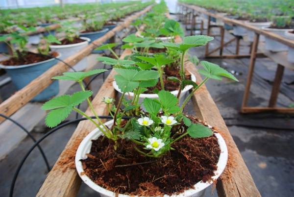 Chăm sóc dâu tây ở Đà Lạt bằng công nghệ tưới tiêu khép kín