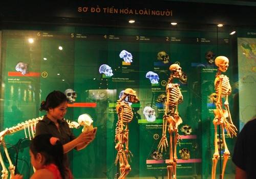 Sơ đồ tiến hóa sinh động tại Bảo tàng Thiên nhiên Việt Nam