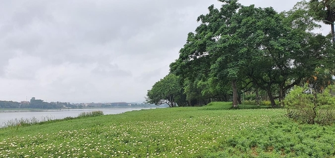 Thảm hoa tự nhiên trải dài khắp ven sông. Loạt ảnh Huế bình yên do Duy Hùng - chàng trai quê cố đô ghi lại - được nhiều người khen đẹp trên Facebook.