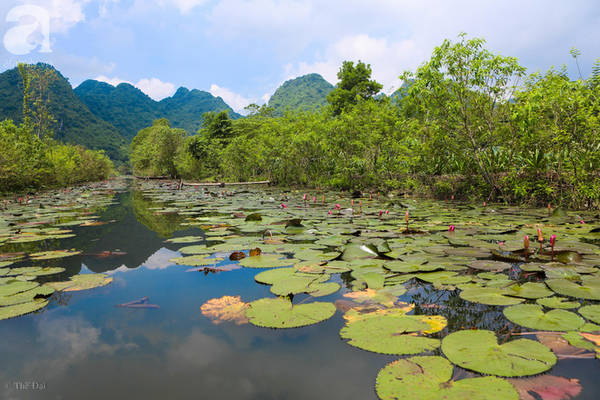 Những cây hoa súng trải dài suốt cả dòng suối Yến tại chùa Hương