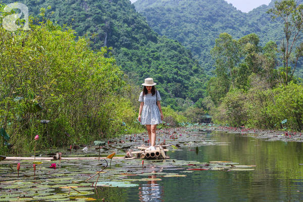 Khung cảnh hoa súng chùa Hương đẹp như phim cổ trang