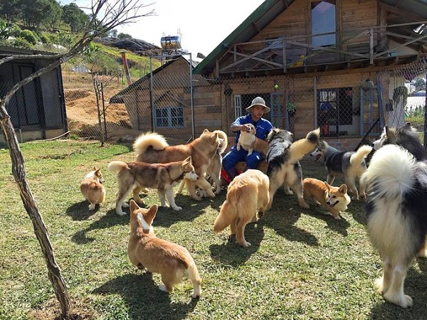 Đó là 40 chú chó chân dài, chân ngắn, lông đẹp đủ loại như Alaska, Corgi, Akita, Collie, Gloden... sẵn sàng phục vụ bạn từ 9h đến 11h và 15h30 - 17h30 tùy thời tiết.