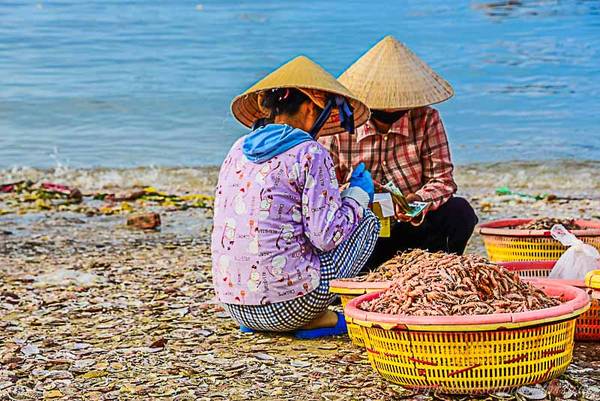 Hải sản được phân loại ngay tại bờ biển.