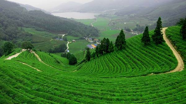 Bạn dễ dàng bắt gặp những nương chè bạt ngàn. Ảnh: Beautifulnow.